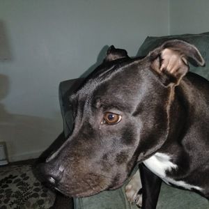 Meet your Posher, Samuel